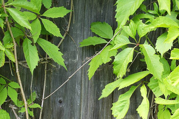 istock old vintage wood with wild grapes curly ivy 478231376