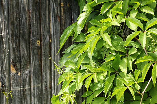 istock old vintage wood with wild grapes curly ivy 478231378