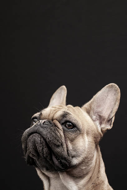 istock French bulldog portrait 478231400