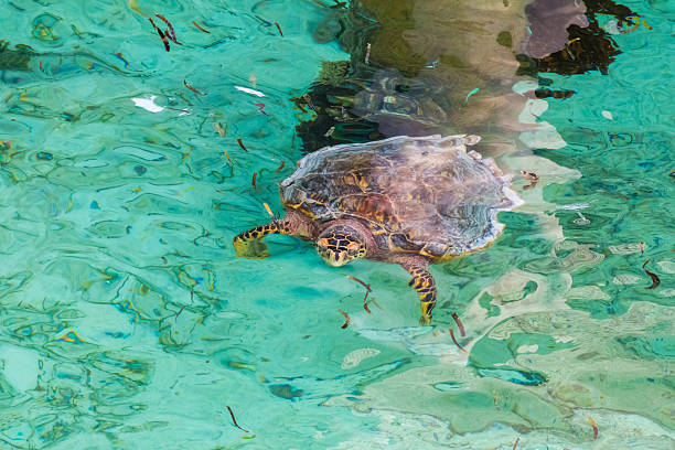 istock Turtle in Maldives lagoon 478231720