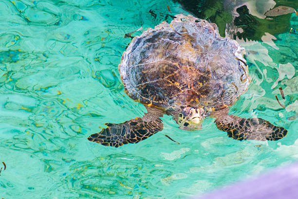 istock Turtle pops its head up in a Maldives lagoon 478231722