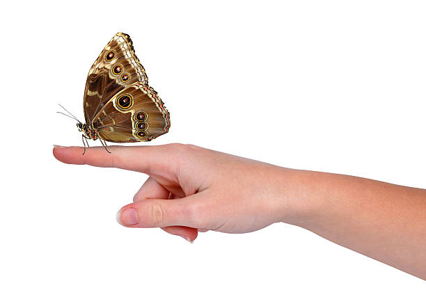 istock Butterfly Morpho sitting on the hand 478233955