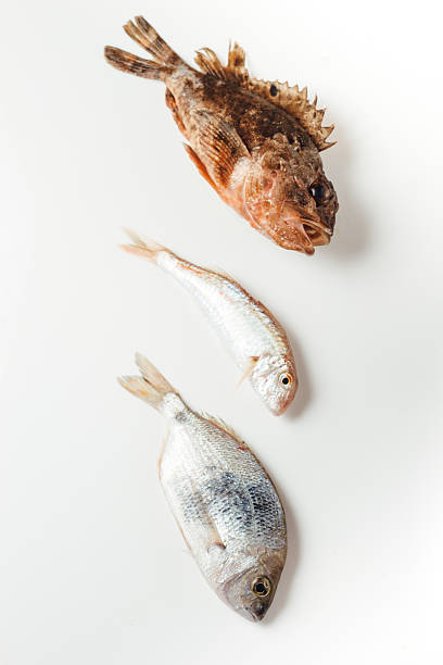 Fresh whole fish