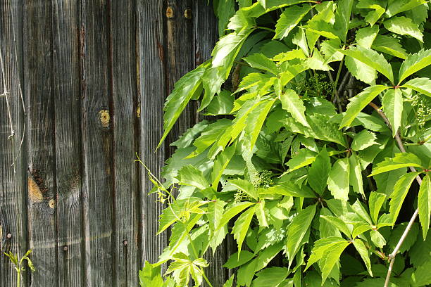 istock old vintage wood with wild grapes curly ivy 478234470