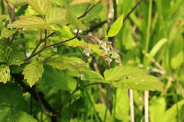 istock raspberry bushes with berries unripe ovaries garden grass summer autumn 478234478