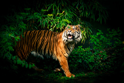 A tiger (in a zoo) looking up through foliage.