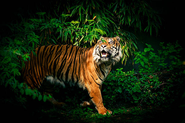 6,500+ Tiger Tropical Rainforest Forest Rainforest Stock Photos