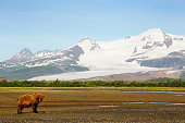 Grizzly Bear ( Urus arctos horribilis)