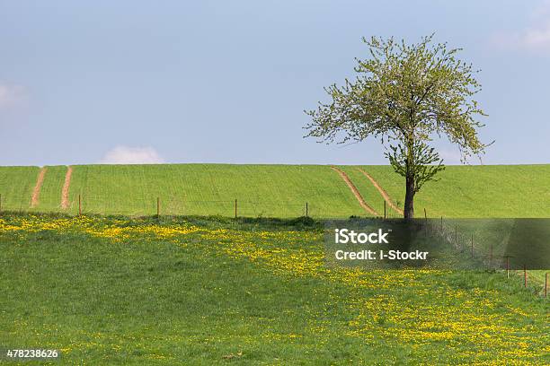 Wheat Field Stock Photo - Download Image Now - 2015, Agricultural Field, Agriculture