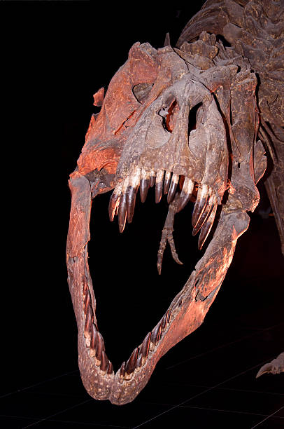 istock Tyrannosaurus Rex skeleton 478239350