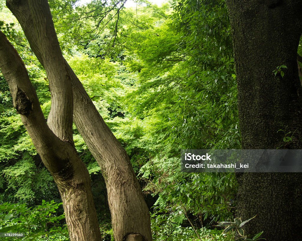 In the  forest. it is japanese famous  Shrine"meijijingu" 2015 Stock Photo