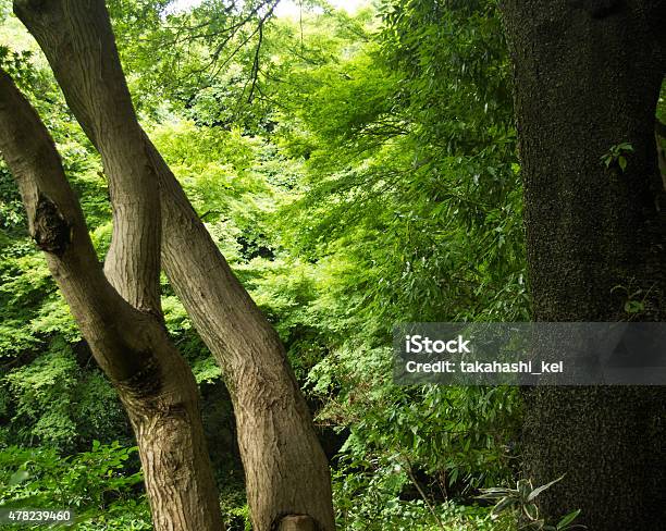 In The Forest It Is Japanese Famous Shrinemeijijingu Stock Photo - Download Image Now