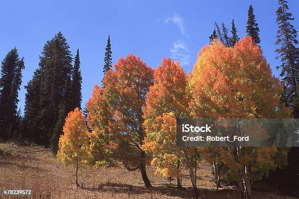 Golden Aspen And Pine Trees Autumn Near Duck Creek Utah Stock Photo - Download Image Now