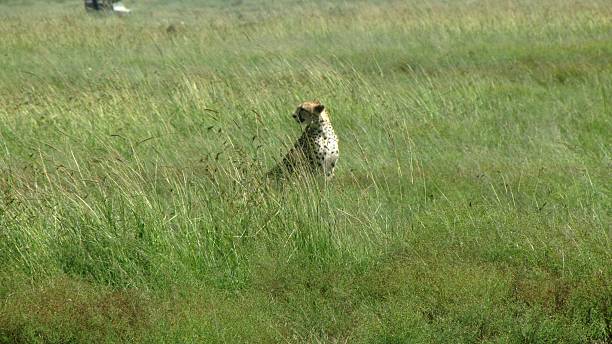 istock African Cheetah, Kenia, Masai Mara 478242022
