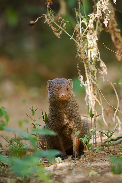 istock Indian gray mongoose in Sri Lanka 478242296