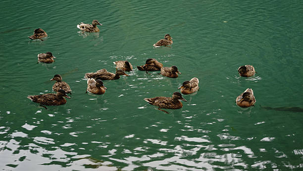 istock Duck family and trout 478242444
