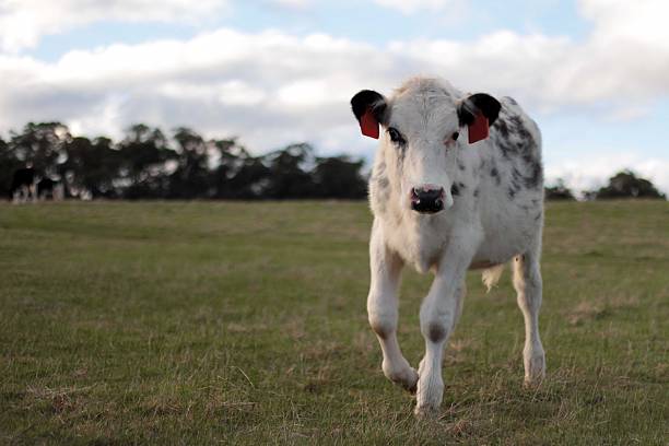 Young black and white calf walking towards camera in Field stock photo
