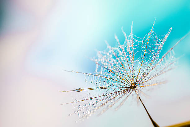istock Macro dandelion seed flies with water drops in abstract background 478243638