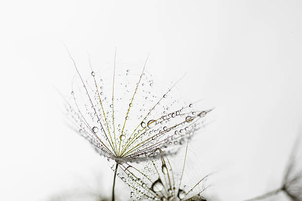 istock Macro dandelion seed flies with water drops in abstract background 478243650