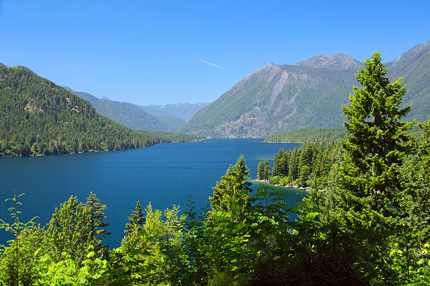 istock Lake Cushman Cove in Summer 478243668