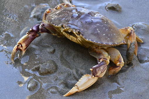 Dungeness crab in the sand.