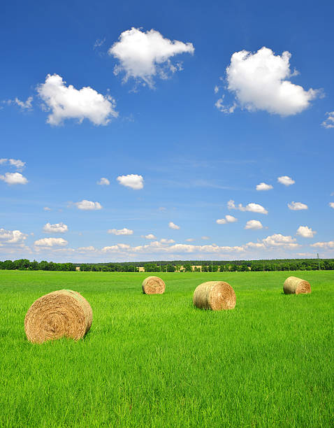 istock straw bale in a lush green field 478243919