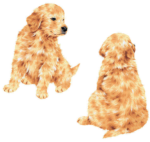 사랑스러움 경견 - coloring dog pets puppy stock illustrations