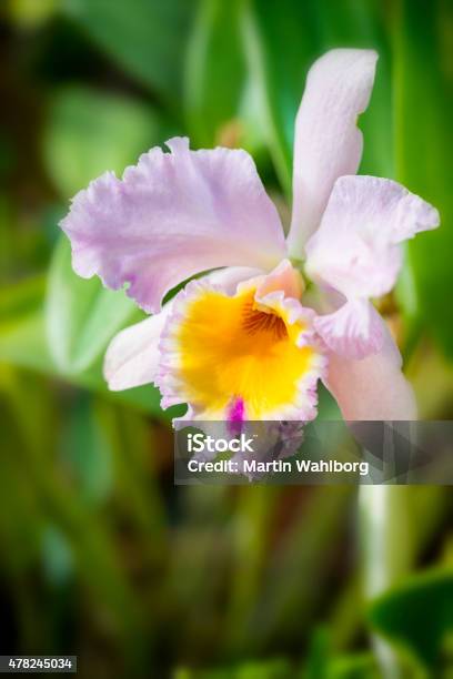 One Large Orchid Brassolaeliocattleya Stock Photo - Download Image Now - 2015, Beauty, Beauty In Nature