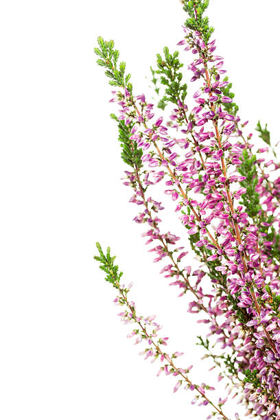 istock Purple Heather (Calluna vulgaris) flowers 478246351