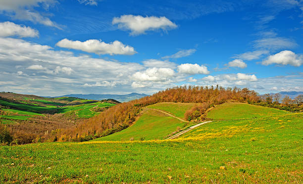 farmhouses - planting tree poplar tree forest imagens e fotografias de stock