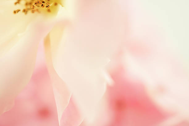 istock sweet color rose and hydrangeas in soft blur style 478247520