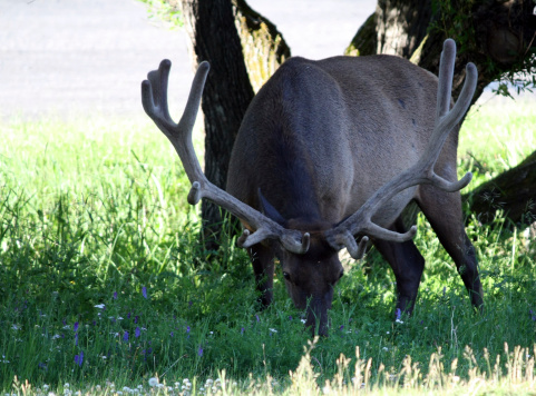 Bull elk feeding on grass