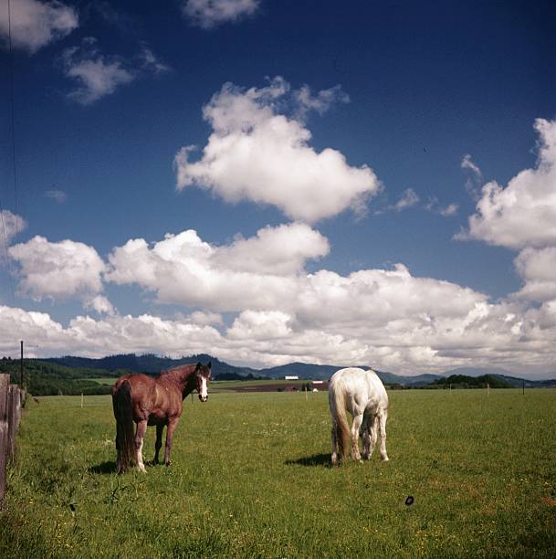 Cavalos no campo - fotografia de stock