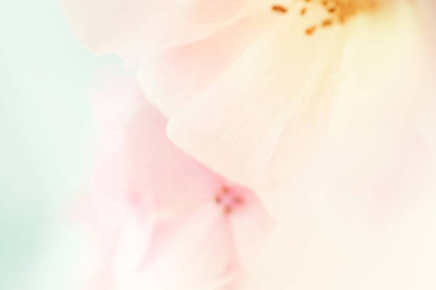 sweet color rose and hydrangeas in soft color and blur style for background