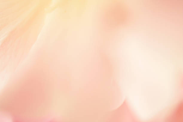 istock sweet color rose and hydrangeas in soft blur style 478248046
