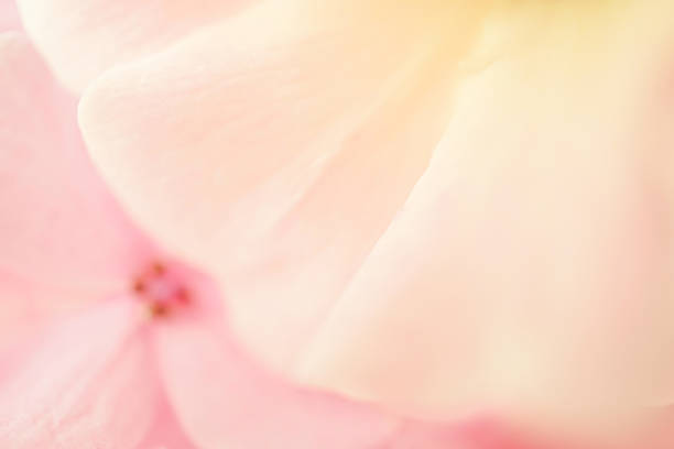 sweet color rose and hydrangeas in soft color and blur style for background