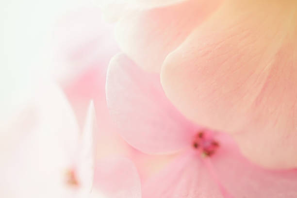 istock sweet color rose and hydrangeas in soft blur style 478248052