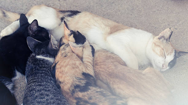 istock Little cats suckling their mother 478248322