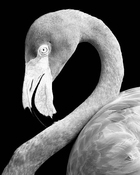 istock Close up of a flamingo 478248370