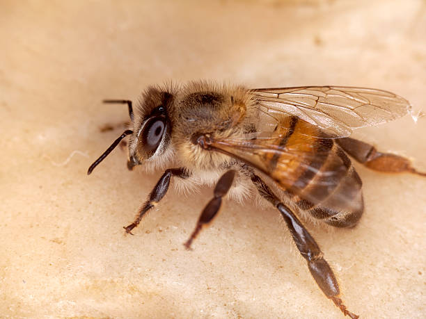 istock Super close-up of a bee 478248388