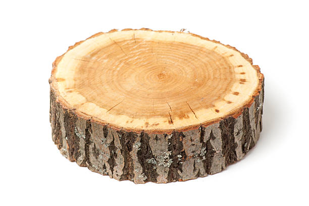 istock Cross section of tree trunk on white background 478248946