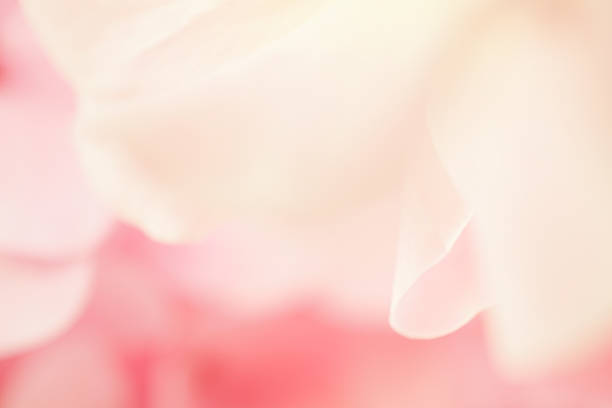 istock sweet color rose and hydrangeas in soft blur style 478248994