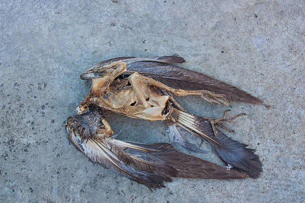 istock Carcasses of dead birds on the ground cement. 478249088