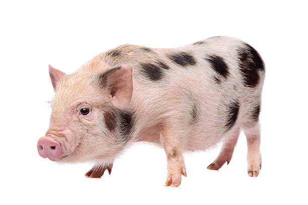 istock pink with black spots miniature big 478249550