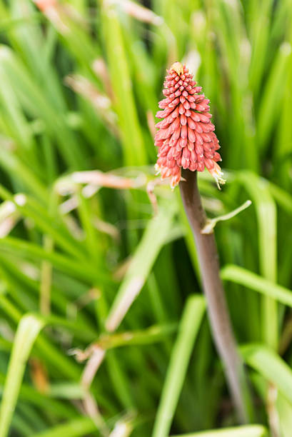 istock Kniphofia, commonly known as Red Hot Poker 478249800