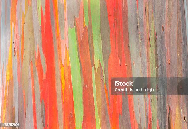 Rainbow Eucalyptus Stock Photo - Download Image Now - Mindanao Gum Tree, Eucalyptus Tree, Plant Bark