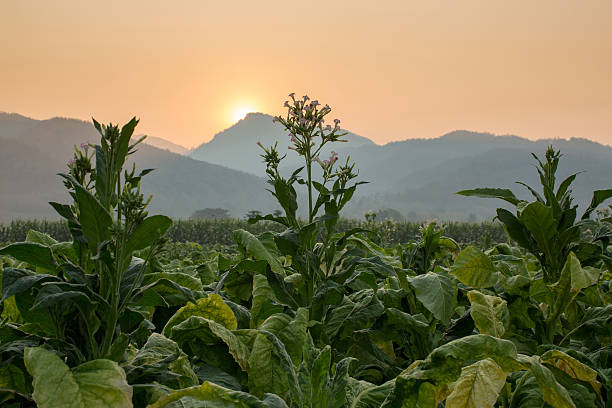 istock Tobacco farm 478252742