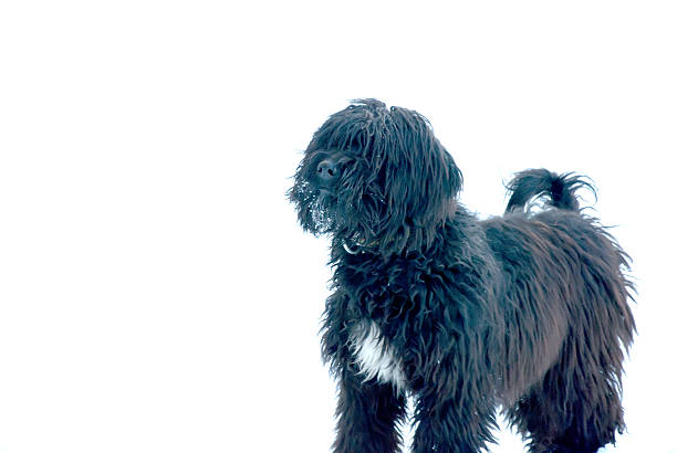 istock Black hairy dog with snow  on a face 478252994