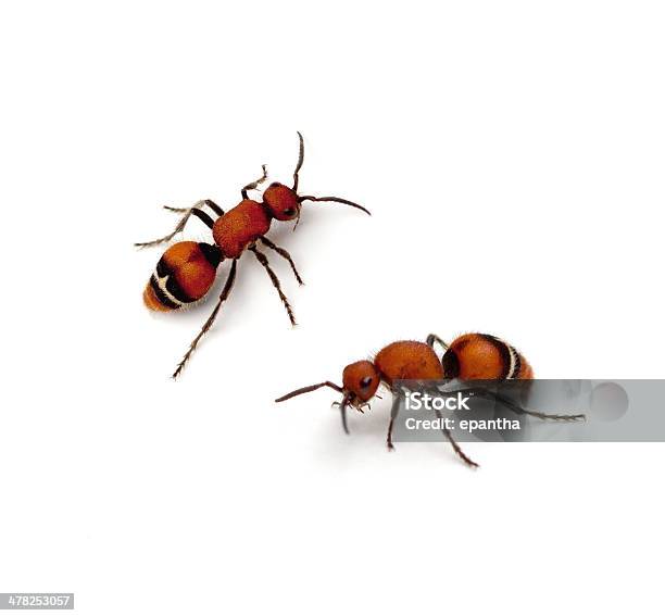 Formica In Velluto - Fotografie stock e altre immagini di Animale femmina - Animale femmina, Arancione, Camminare