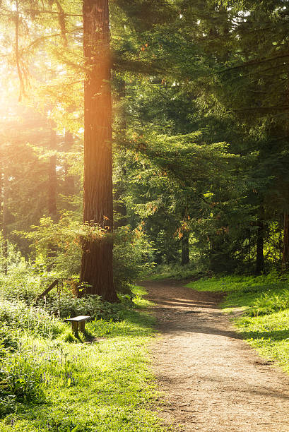 istock Beautiful Srping sunshine breaks through trees in forest woodlan 478253100